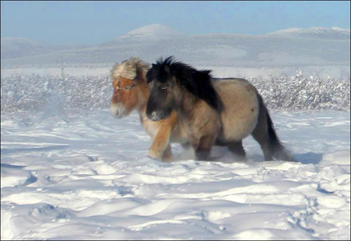 Amazing pictures of Dekabrina, born in minus 62C in the coldest village in the world.  