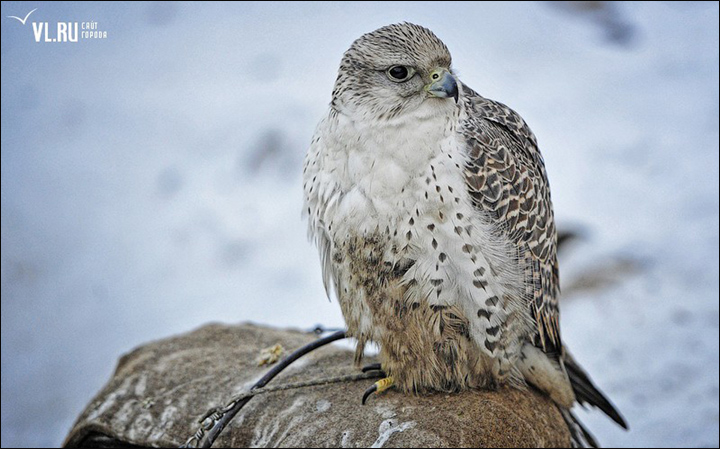 Bird