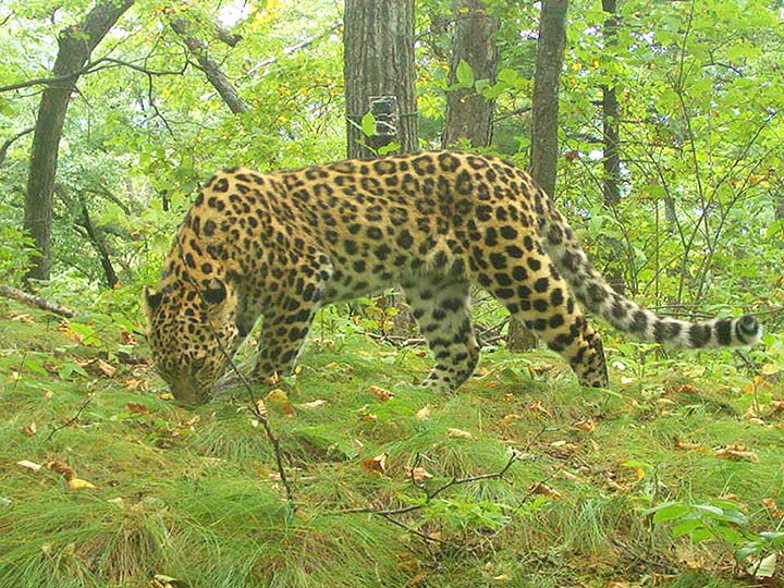 Far Eastern leopard