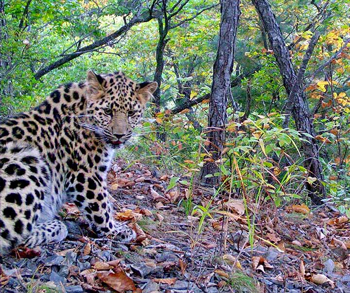 Far Eastern leopard