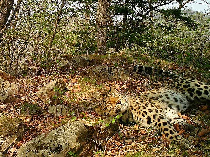 Far Eastern leopard