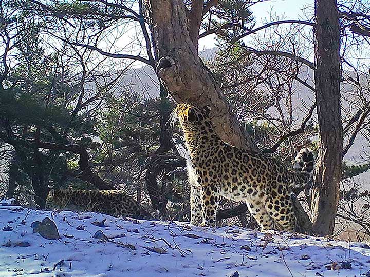 Far Eastern leopard