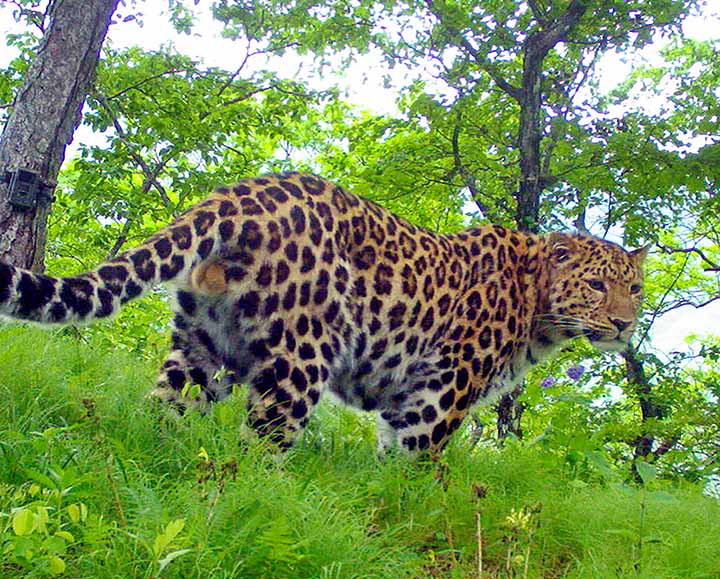 Far Eastern leopard