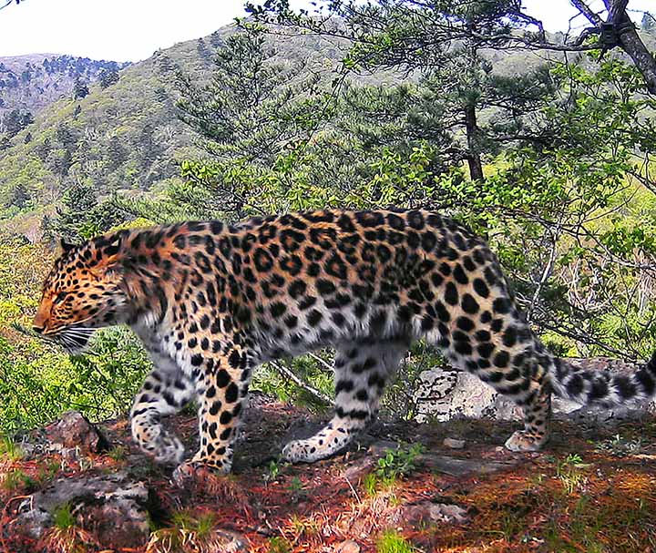 Far Eastern leopard