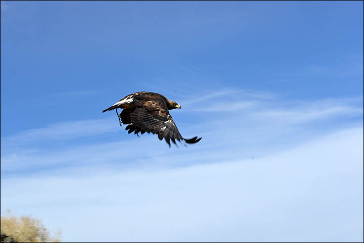 A dying form of hunting with eagles dating back to prehistoric times could be resurrected in Siberia, despite opposition from conservationists