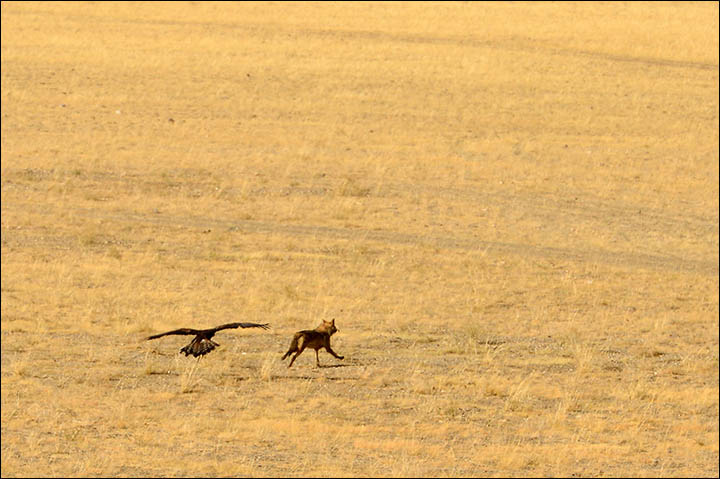 A dying form of hunting with eagles dating back to prehistoric times could be resurrected in Siberia, despite opposition from conservationists