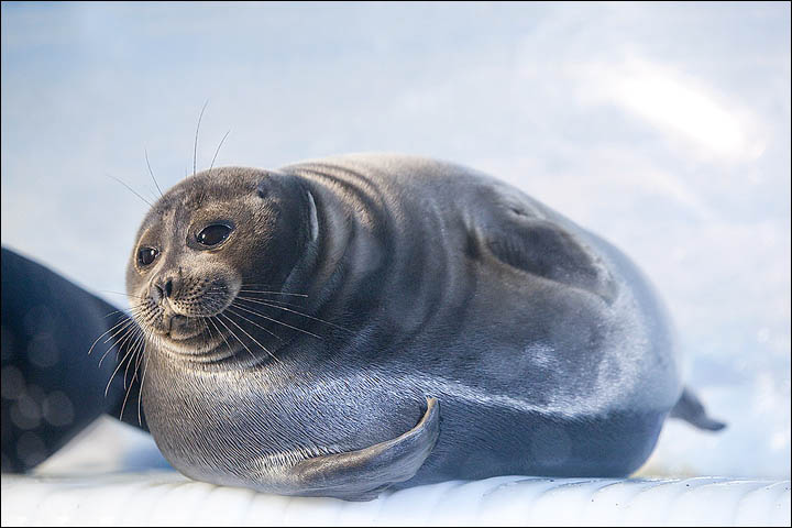 rare Baikal seal