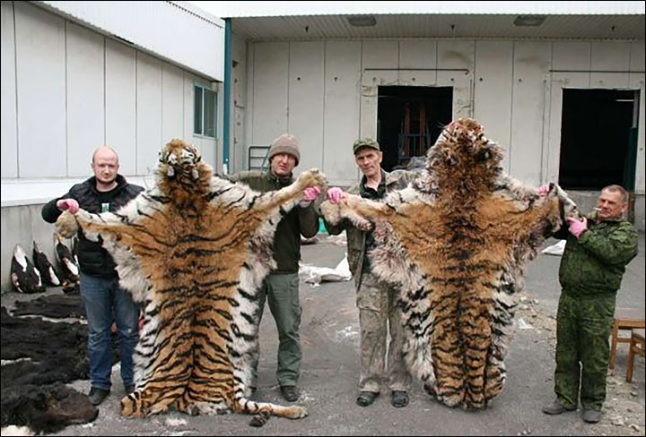 Tiger skins