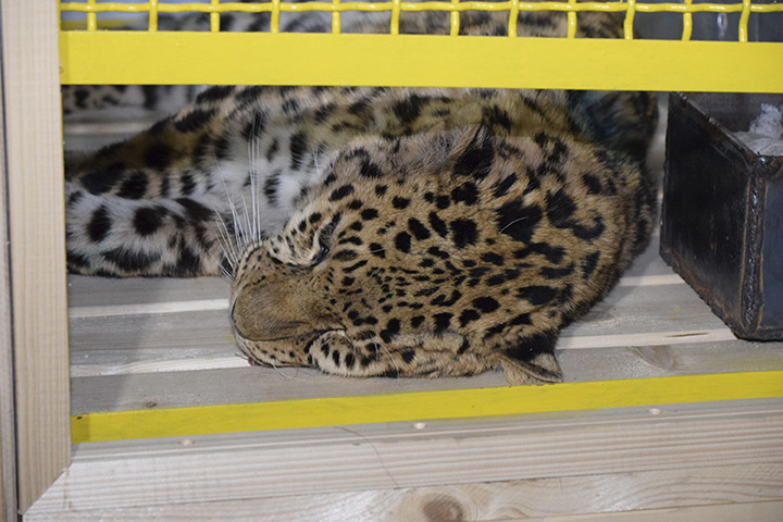 Leopard put into the special box
