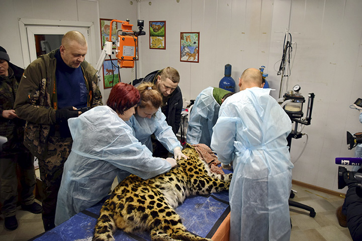 Leopard is checked by vets