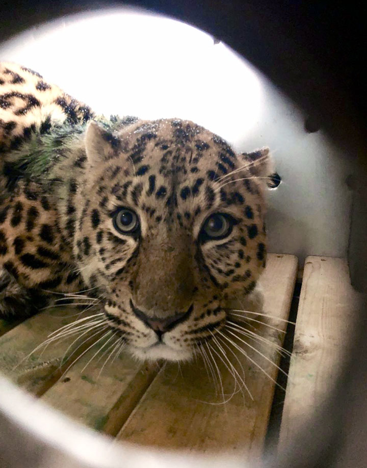 rescued Amur leopard sent half across country to cure back tumour