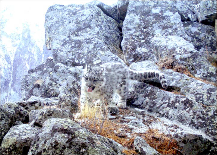 Snow leopard cubs