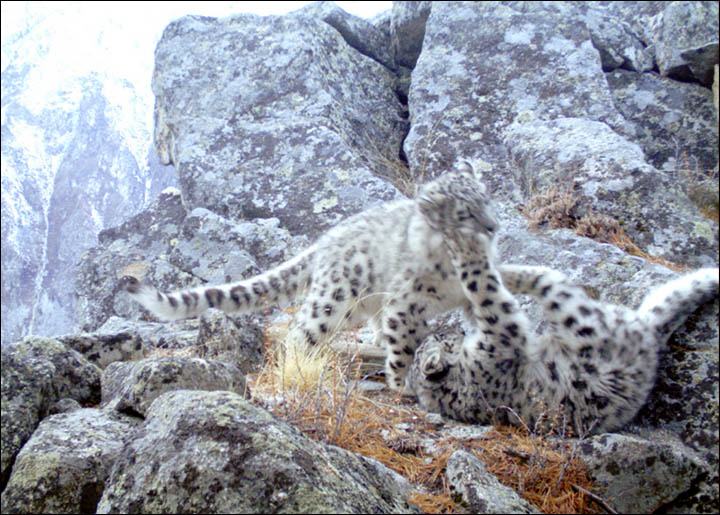 Snow leopard cubs