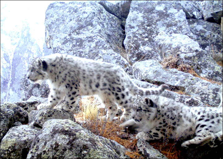 Snow leopard cubs