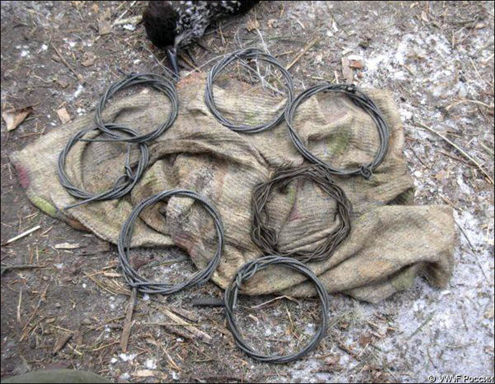 Poacher's loops