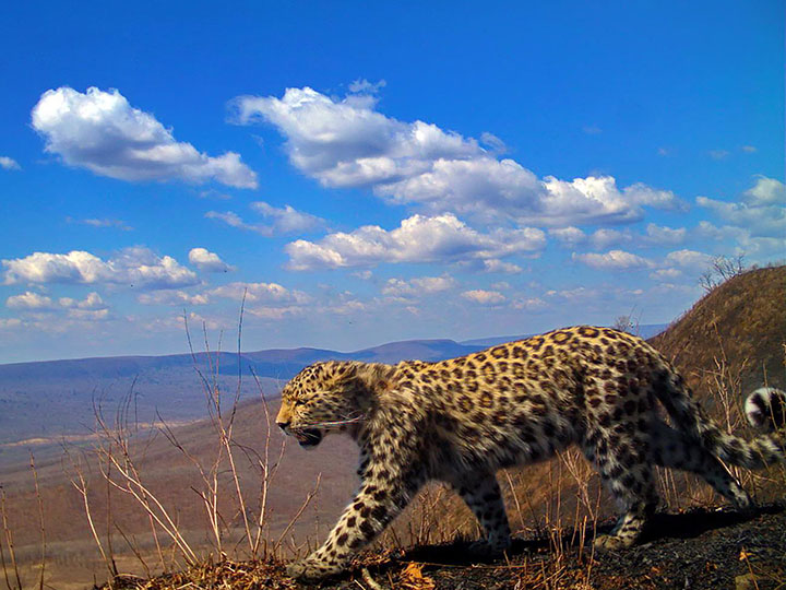 Amur leopard
