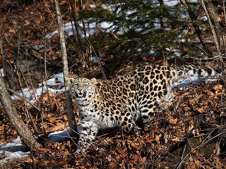 Amur leopard