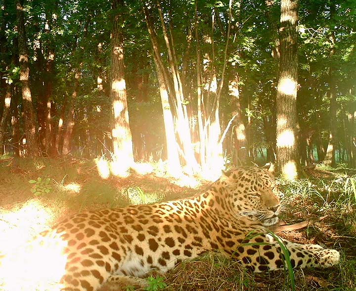 Amur leopard