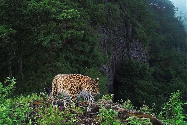 Amur leopard