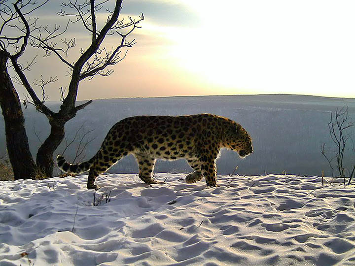 Amur leopard