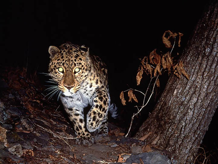 Amur leopard