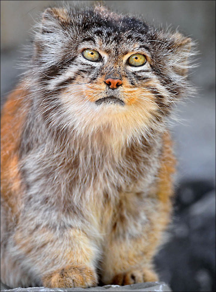 Manul the world's fluffiest cat