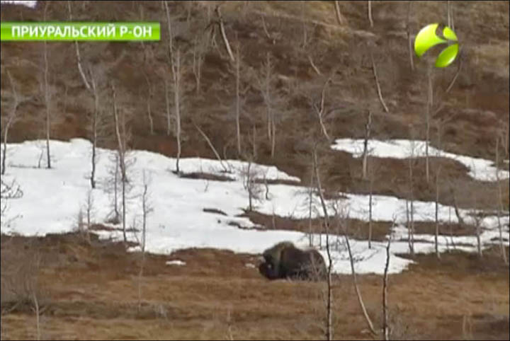 Musk oxen on Yamal
