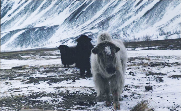 Musk oxen on Yamal