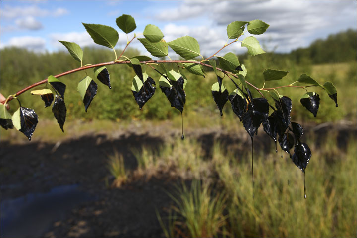 Oil spills in Siberia