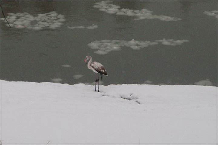 Pink flamingo in Mezhdurechensk