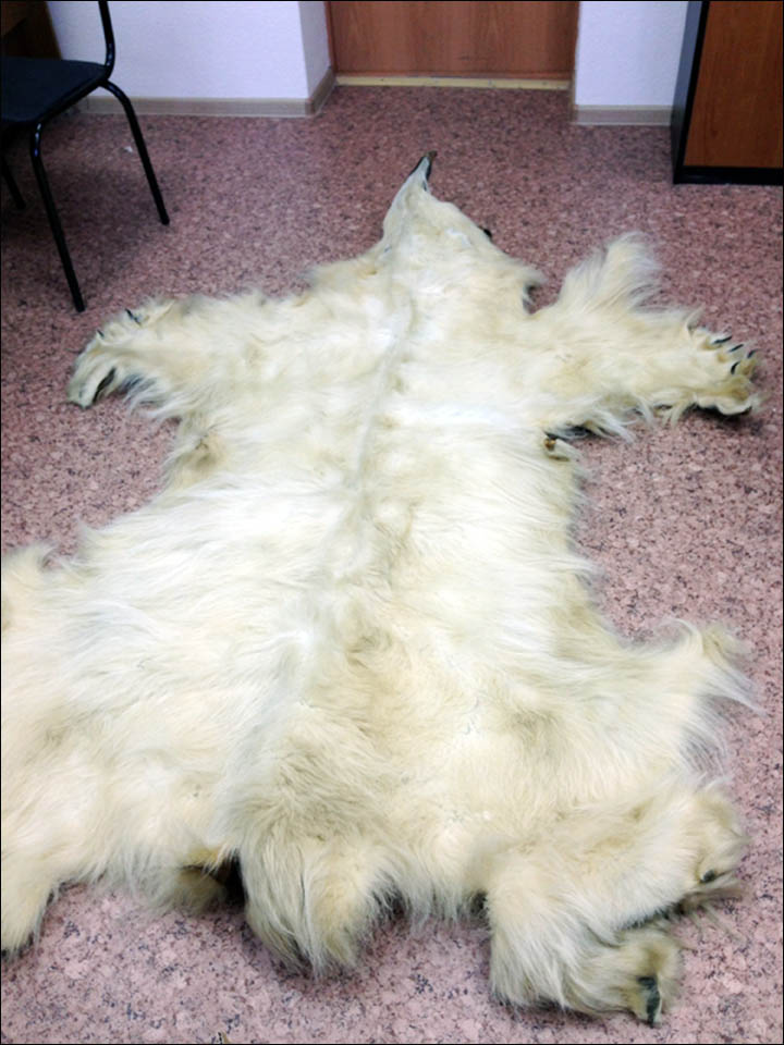 Polar bear skin