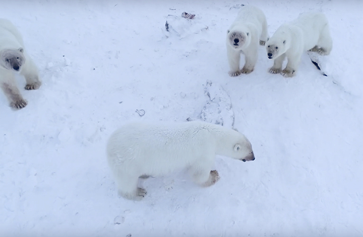 Polar bear near Ryrkaypiy