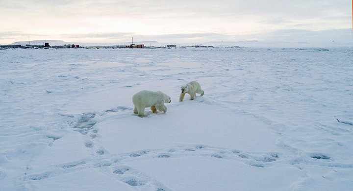 Polar bear near Ryrkaypiy