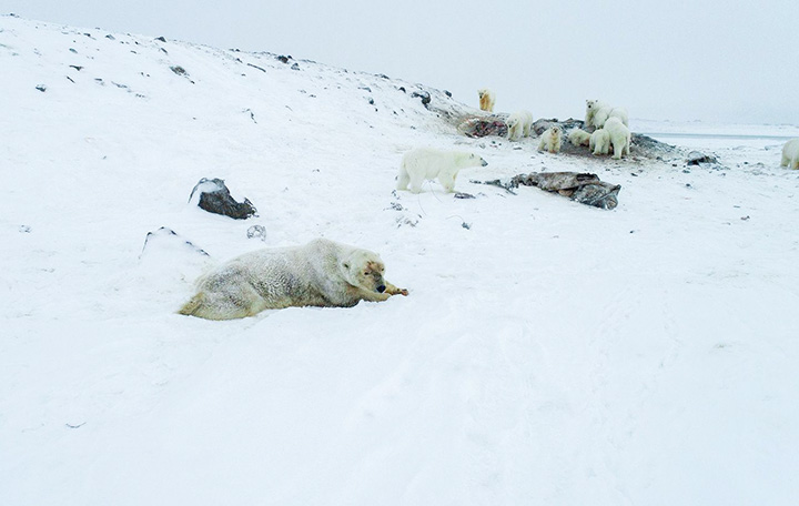 Polar bear near Ryrkaypiy