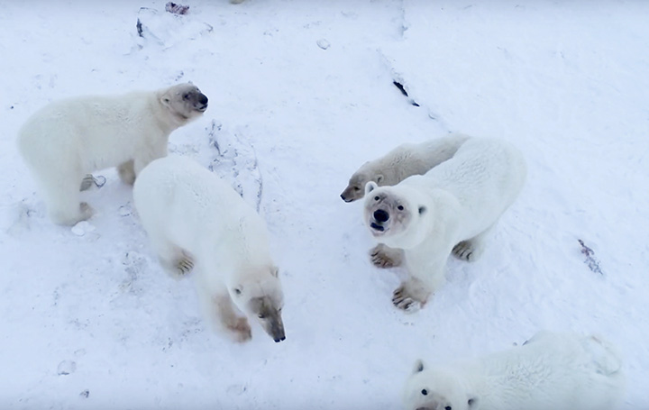 Polar bear near Ryrkaypiy