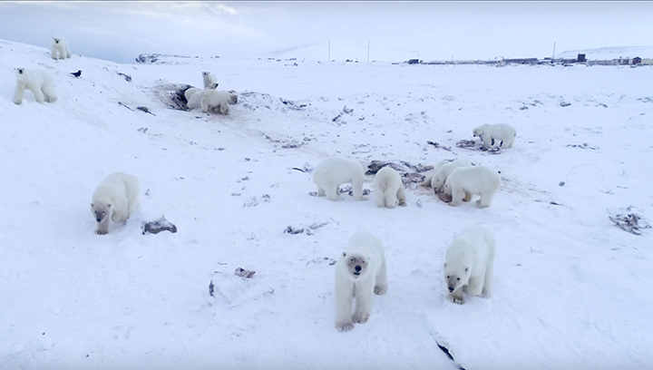 Polar bear near Ryrkaypiy