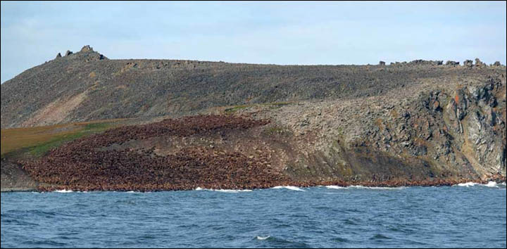 Walruses on Cape Kozhevnikov