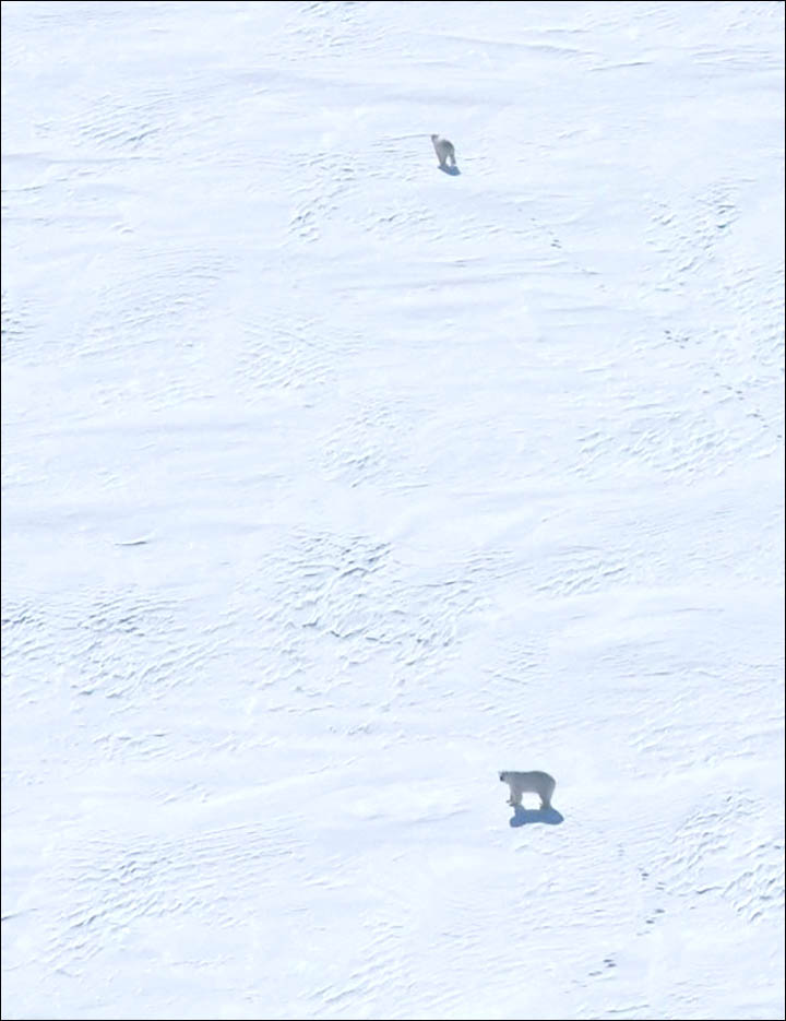 Two polar bears found shot by poachers in remote Vaigach island in Arctic