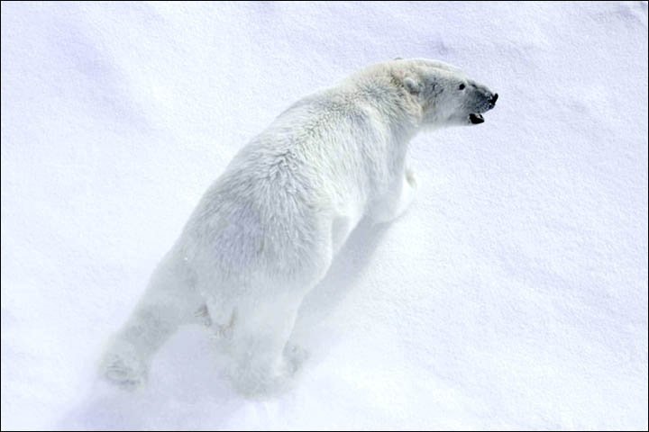 Two polar bears found shot by poachers in remote Vaigach island in Arctic