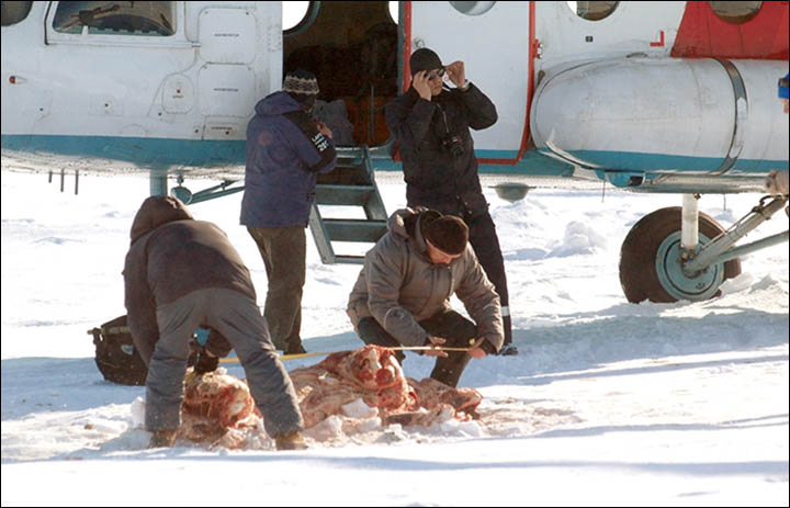 Two polar bears found shot by poachers in remote Vaigach island in Arctic