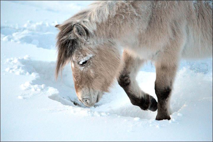 Wolves preying on reindeer herds threaten seasonal joy in remote Siberian villages  