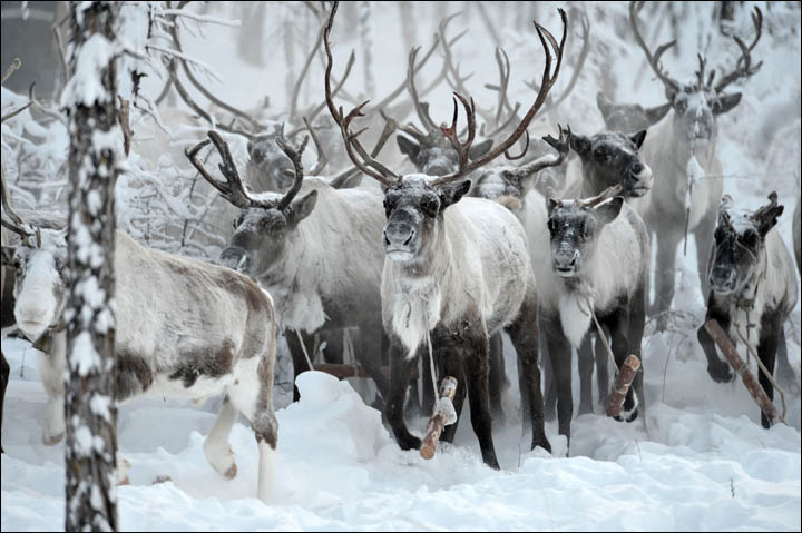Wolves preying on reindeer herds threaten seasonal joy in remote Siberian villages  