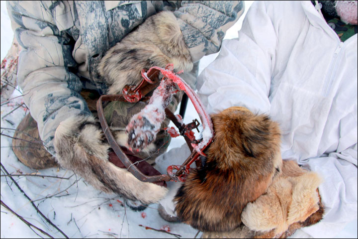 Wolves preying on reindeer herds threaten seasonal joy in remote Siberian villages  
