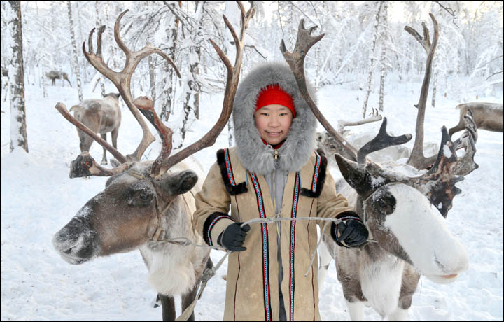 Wolves preying on reindeer herds threaten seasonal joy in remote Siberian villages  