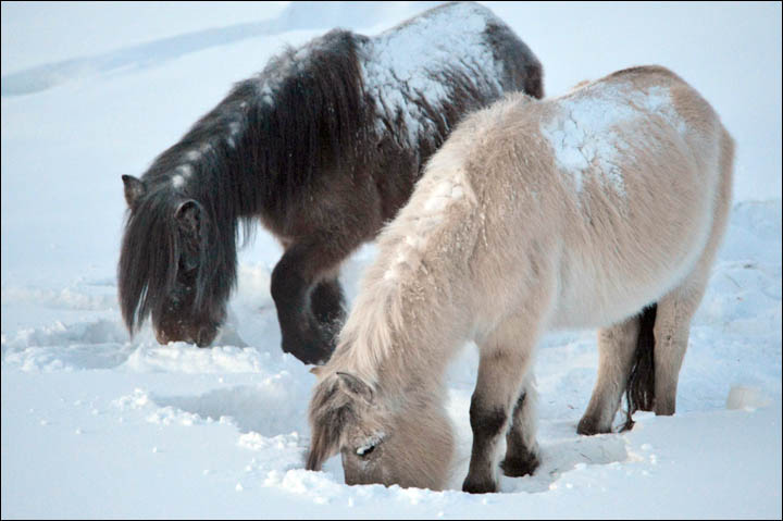 Wolves preying on reindeer herds threaten seasonal joy in remote Siberian villages  