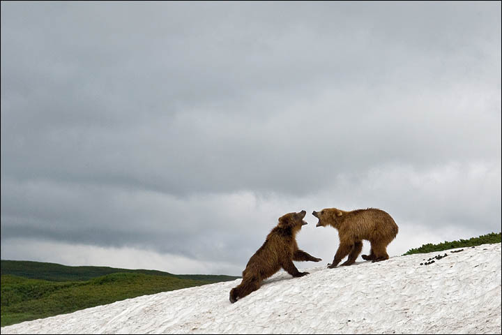 Sergey Gorshkov wildlife photography