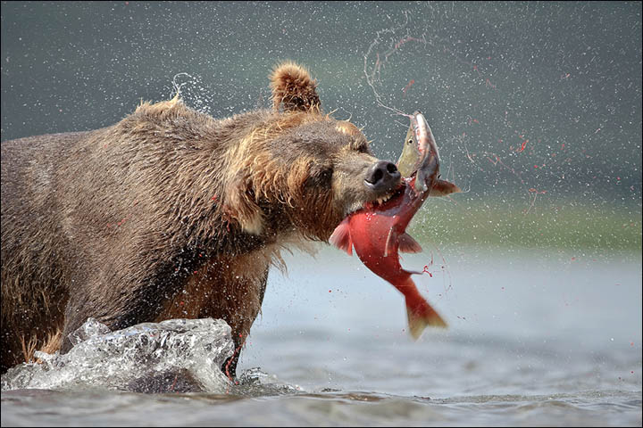 Sergey Gorshkov wildlife photography