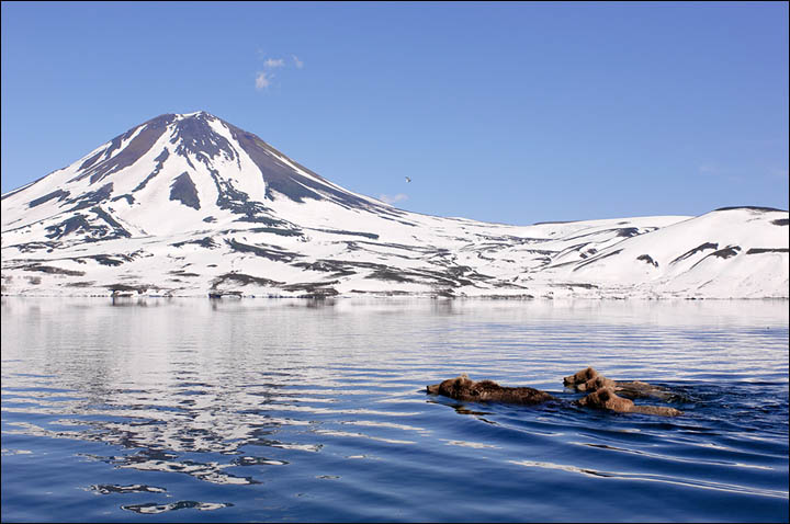 Sergey Gorshkov wildlife photography