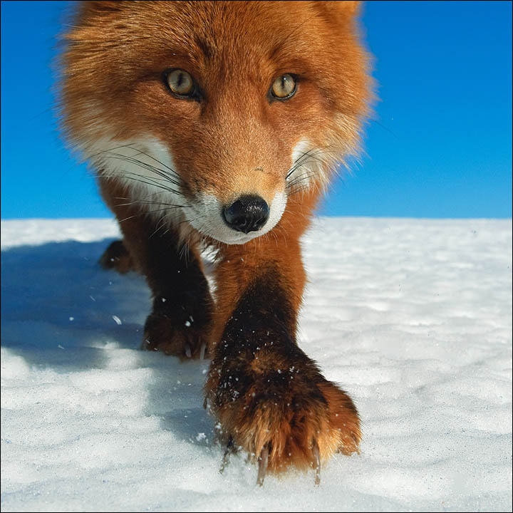 Sergey Gorshkov wildlife photography