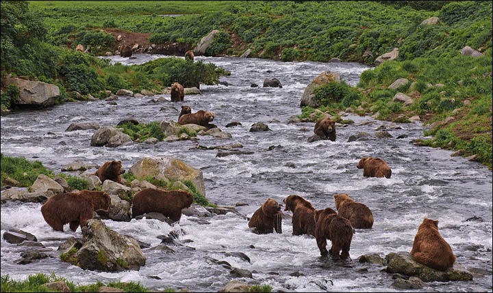 Sergey Gorshkov wildlife photography